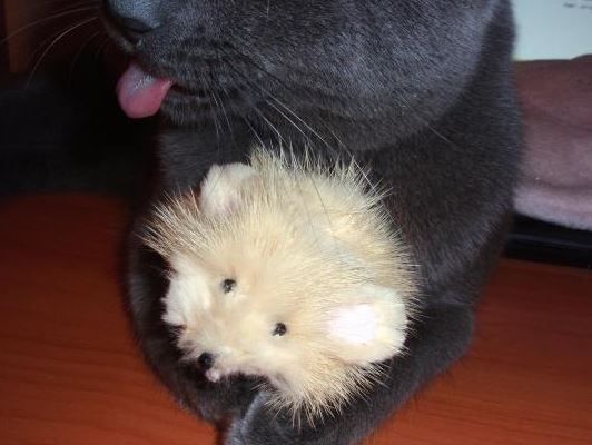 Cat playing with a finished fluffy fur mouse