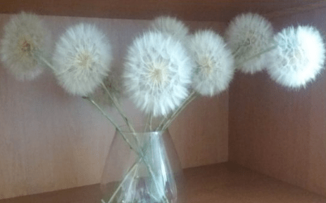 A dried dandelion bouquet in a vase