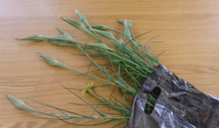 Букет из одуванчиков, шаг 3