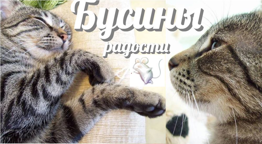 Коллаж с полосатым котенком: спящий котенок и мордочка в профиль