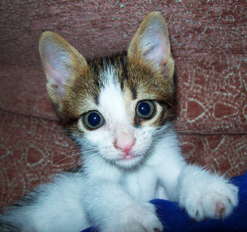 Pif the kitten resting on a blanket