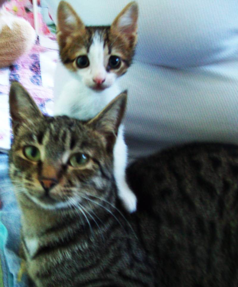 Котенок Пифагор рядом с кошкой Бусей