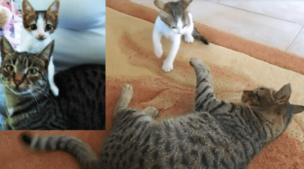 Два котенка играют рядом со взрослой полосатой кошкой