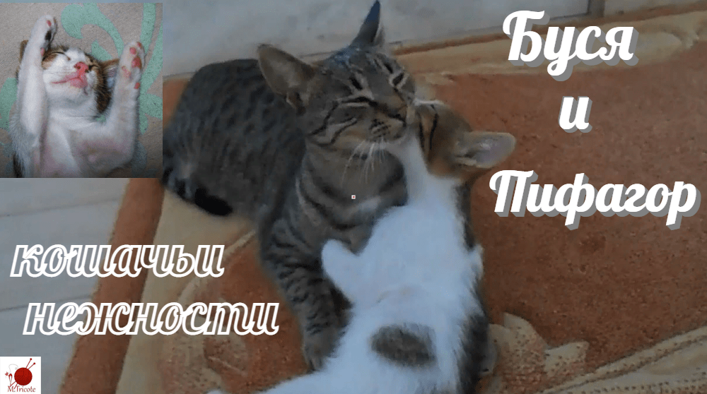 Буся вылизывает мордочку котёнку Пифагору