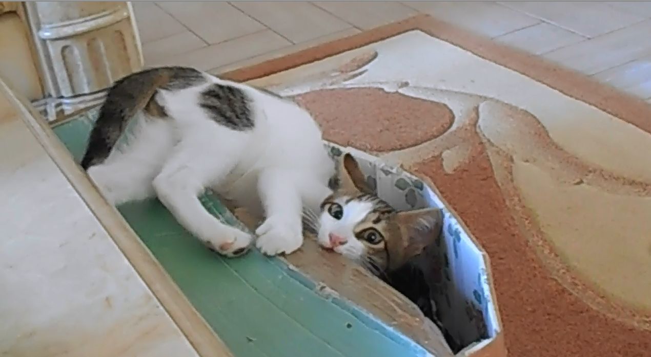 Котенок Пифагор лежит в картонной коробке