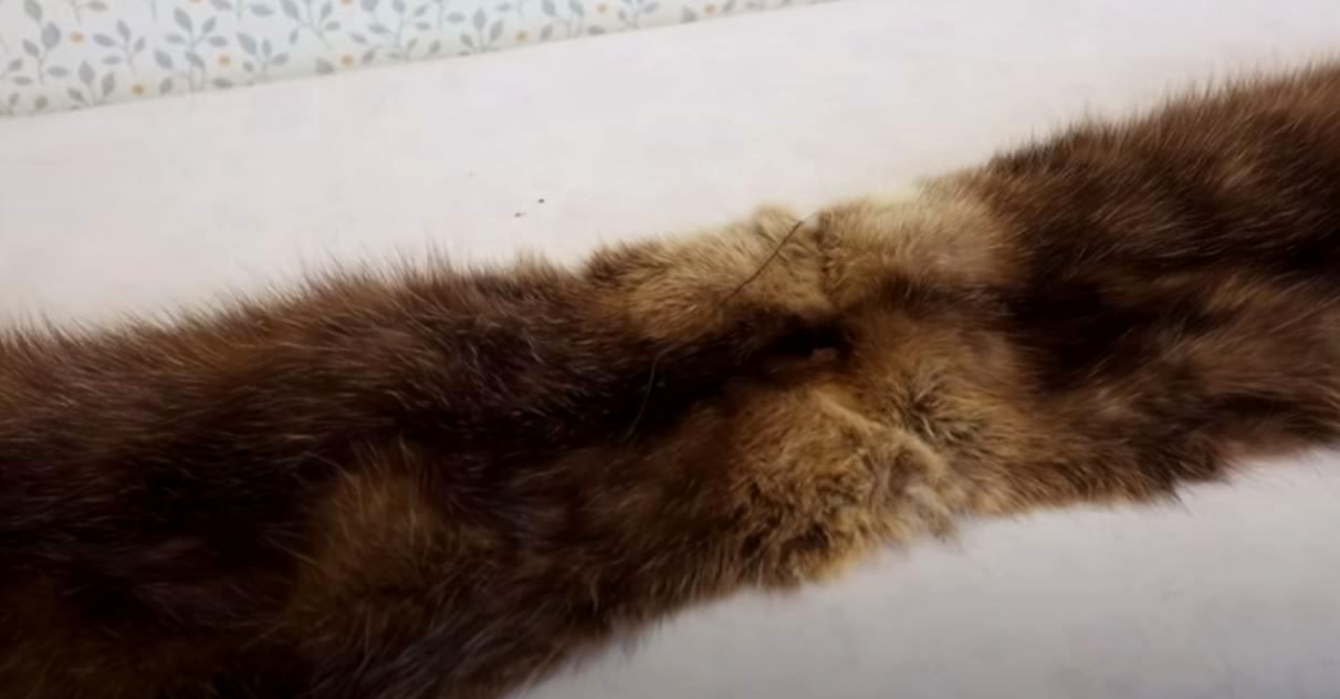 A trimmed, even fur piece for a detachable collar
