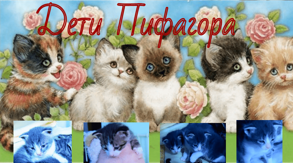 Коллаж с котятами и надписью «Дети Пифагора»