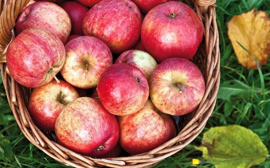 Basket of red apples outdoors