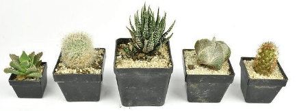 Succulents and cacti for planting in a terrarium