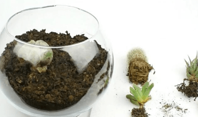 Planting plants in a glass vase for a terrarium