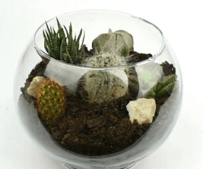Plants and stones arranged inside the terrarium