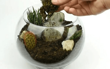 Adding moss to the terrarium in progress