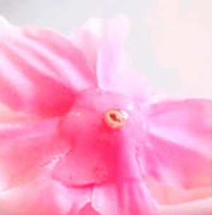 Close-up of a pink flower for cup decoration