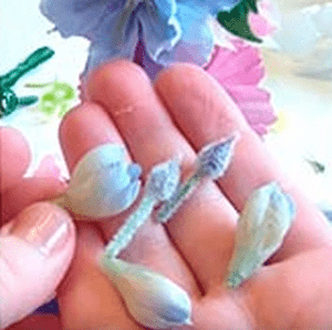 Buds and leaves in a palm for cup decoration