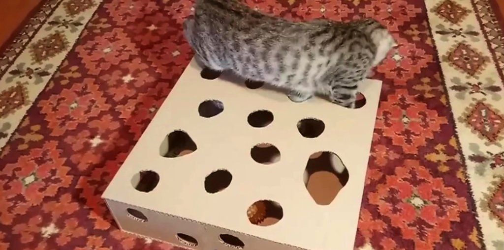 кот10.jpg