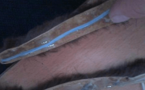Wrapping a wire leg in fur for the toy spider