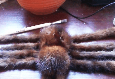 The finished toy spider placed on a surface for a prank