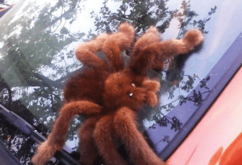 The finished toy spider made from brown fur