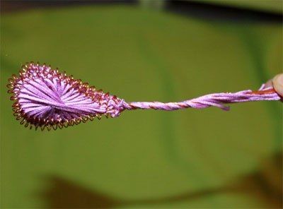 Ganutell petal on a wire stem