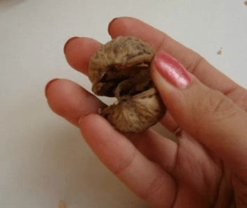 Орешки с предсказаниями, шаг 2